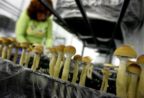 Exploring the Myths and Legends Surrounding Magic Mushrooms in Idaho